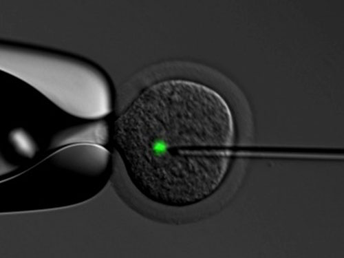 a needle penetrating a cell