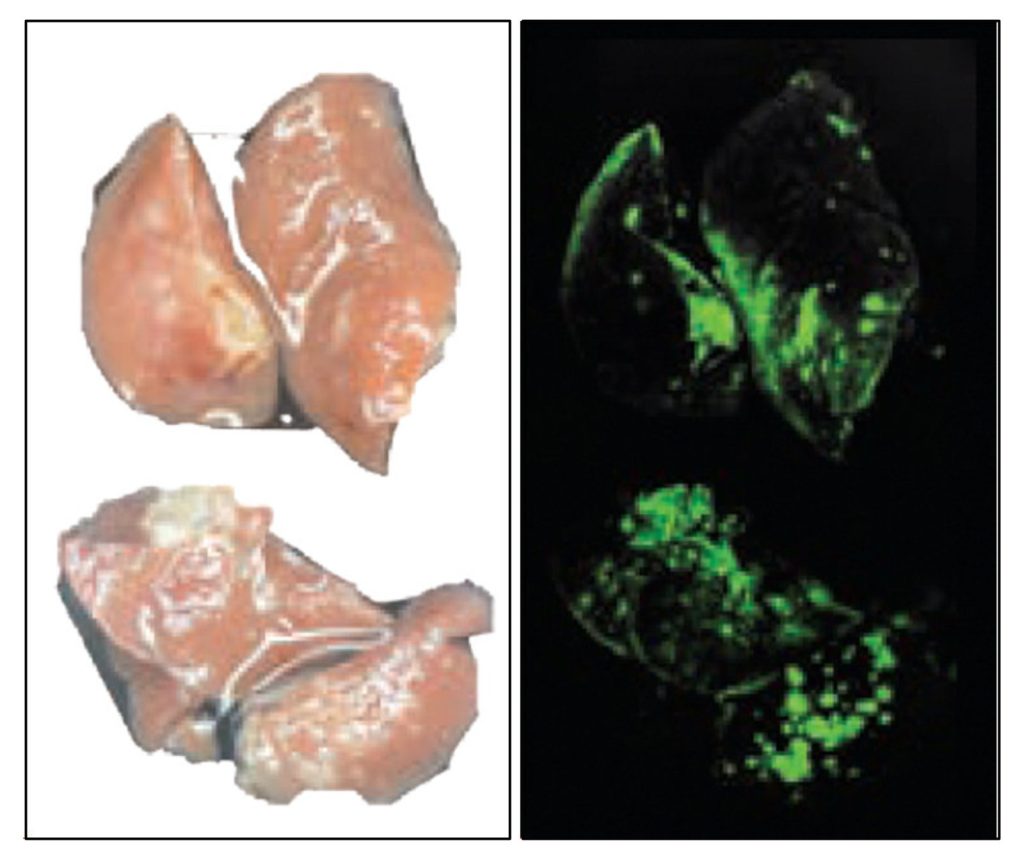 Tumors induced in young mouse lungs show small, distributed growth.